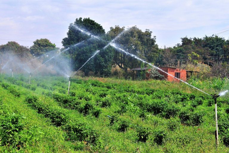 Plantação sendo irrigada